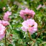 Holding Grief and Beauty